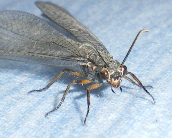 Myrmeleon formicarius: la metamorfosi